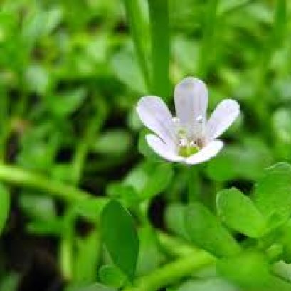 พรมมิ สมุนไพรบำรุงสมอง