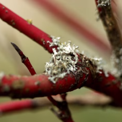 Pharma Nord Bio Magnesium Supplement