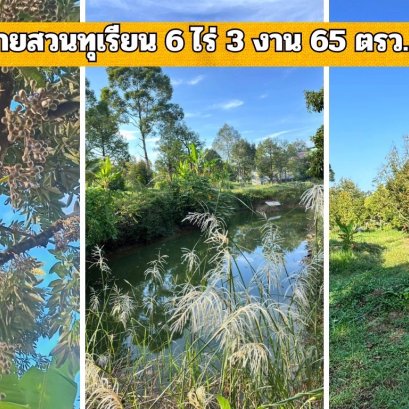 ขายด่วนสวนทุเรียน 6 ไร่ 3 งาน 65 ตรว. พิกัด อ.ขลุง เมืองจันทบุรี 