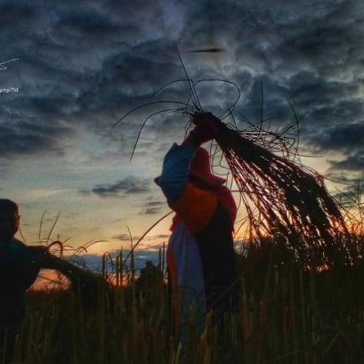 โลกสวยด้วย"มือถือ" มือเรียวเกี่ยวรวง ท้องทุ่งทอง ณ กุดจับ เมืองอุดรฯ