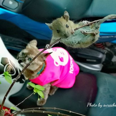 ภาพเดียวเสียวที่สุดในชีวิตหนู วินาทีเป็น-วินาทีตายระหว่างเหยื่อกับนักล่า