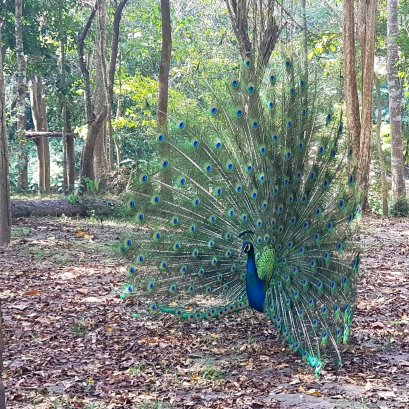 โลกสวยด้วย"มือถือ" "ยูงรำแพน" ณ สวนผึ้ง