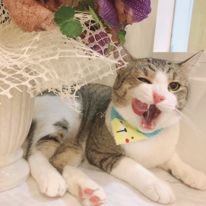 การทำหมันเพศผู้ (Castration)