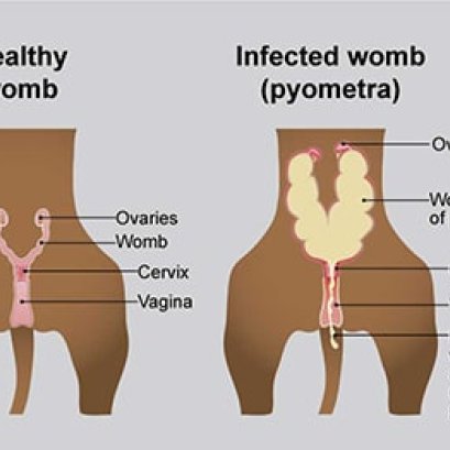 มดลูกอักเสบ (Pyometra)