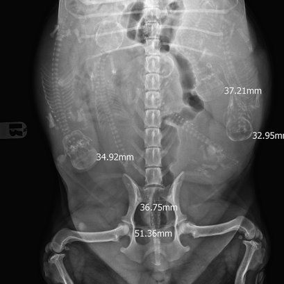 ภาวะคลอดยากในสุนัข - ผ่าคลอด