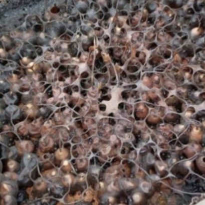 น้ำผึ้งชันโรง (stingless bee) 