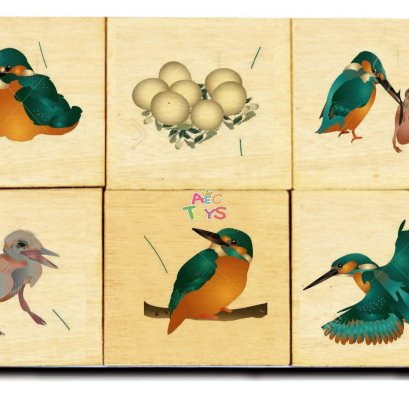 แผ่นภาพไม้เรียงลำดับการเจริญเติบโต ของนก