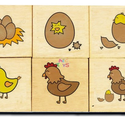 แผ่นภาพไม้เรียงลำดับการเจริญเติบโต ของไก่