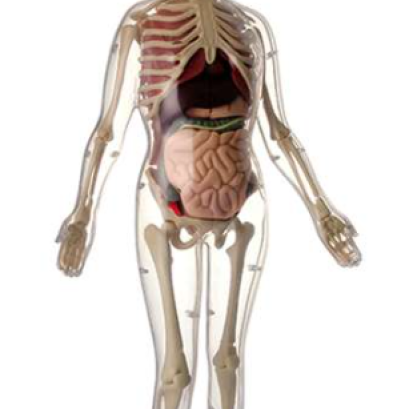 ร่างกาย-อวัยวะจำลอง เพศหญิง โครงสร้างแบบโปร่งแสง สูง 56 ซม