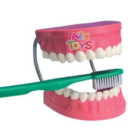 ฟันจำลอง ใหญ่ 6.5 นิ้ว พร้อมแปรง