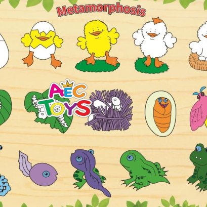 ภาพฉลุบล็อกนูน วงจรชีวิต ไก่-ผีเสื้อ-กบ 3 in 1