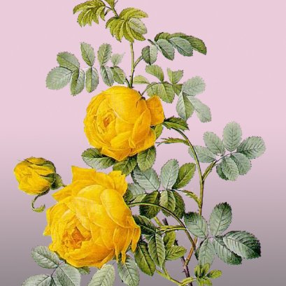 Terms and conditions