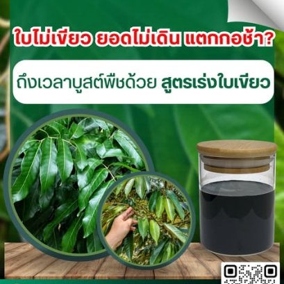 ใบไม่เขียว ยอดไม่เดิน แตกกอช้า ? ถึงเวลาบูสต์พืชด้วย สูตรเร่งใบเขียว !
