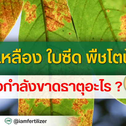 ใบเหลือง ใบซีด พืชโตช้า อาจกำลังขาดธาตุอะไร?