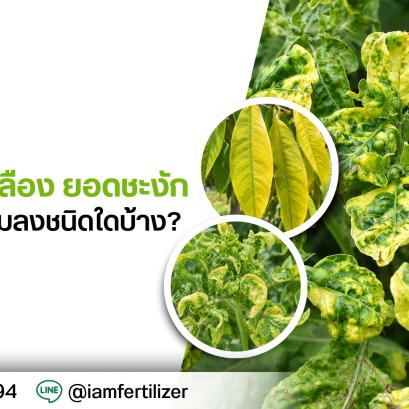 ใบหงิก ใบเหลือง ยอดชะงัก อาจเกิดจากแมลงชนิดใดบ้าง?