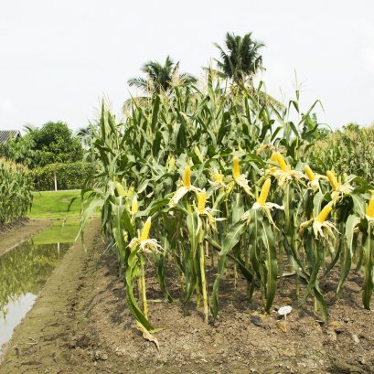 5 วิธี เพิ่มผลผลิตให้งอกงาม