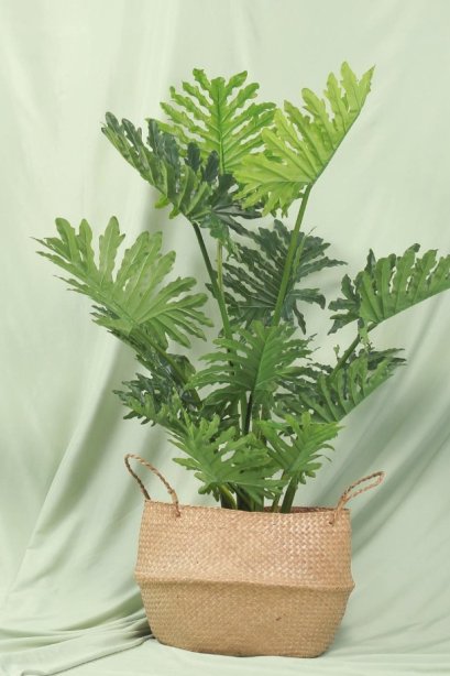 Kanekoji Prop ถ่ายภาพ