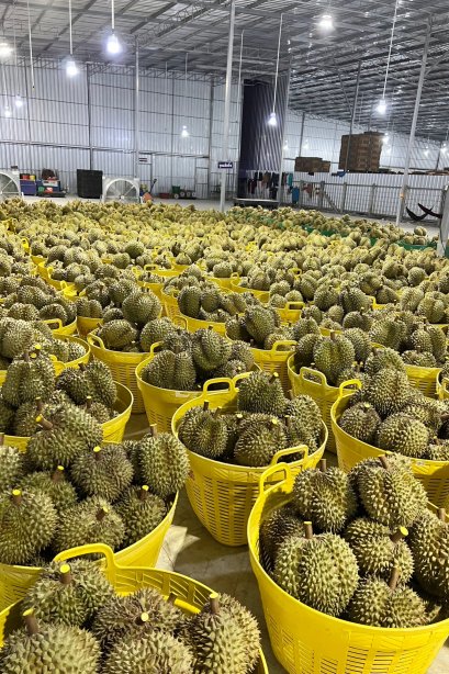 FRESH DURIAN