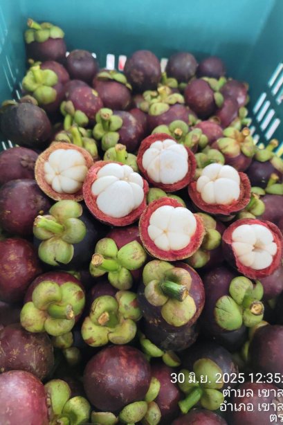 Mangosteen