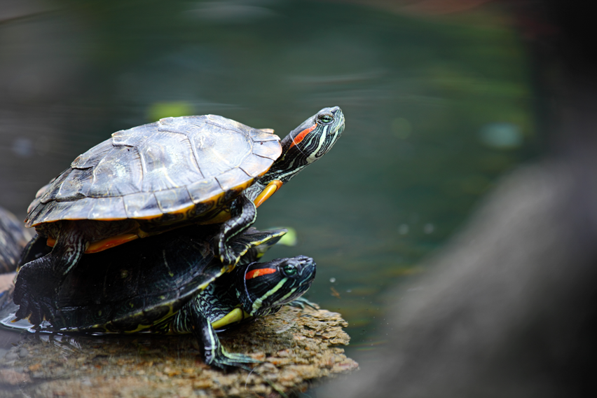 Wikihow Turtle Complete Guide to Caring for Turtle