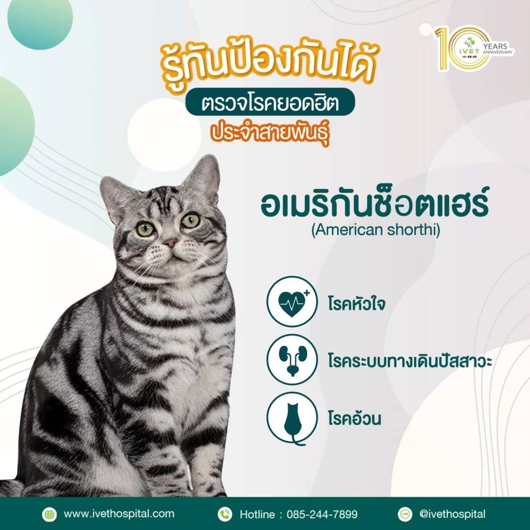 สายพันธุ์ อเมริกันช็อตแฮร์ - ivethospital