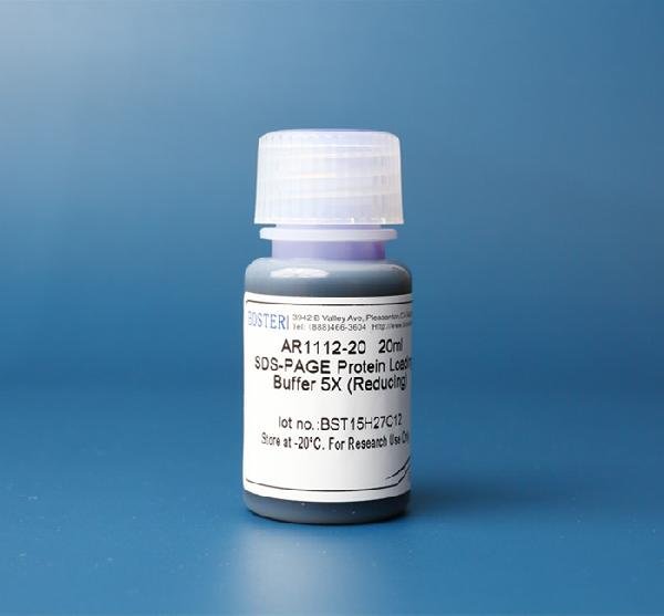 SDS-PAGE Protein Loading Buffer 5X (Reducing)