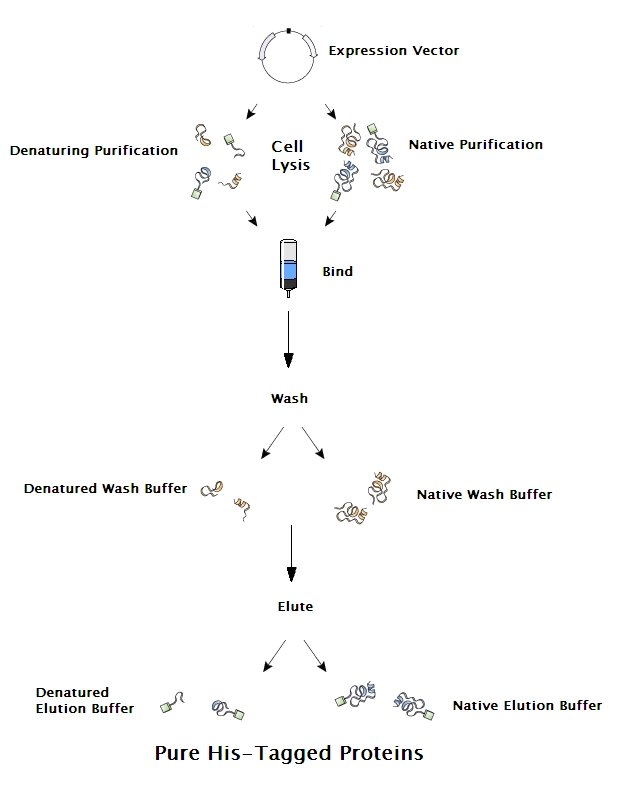 Hts Buffer Stack His-Tag Buffer Set