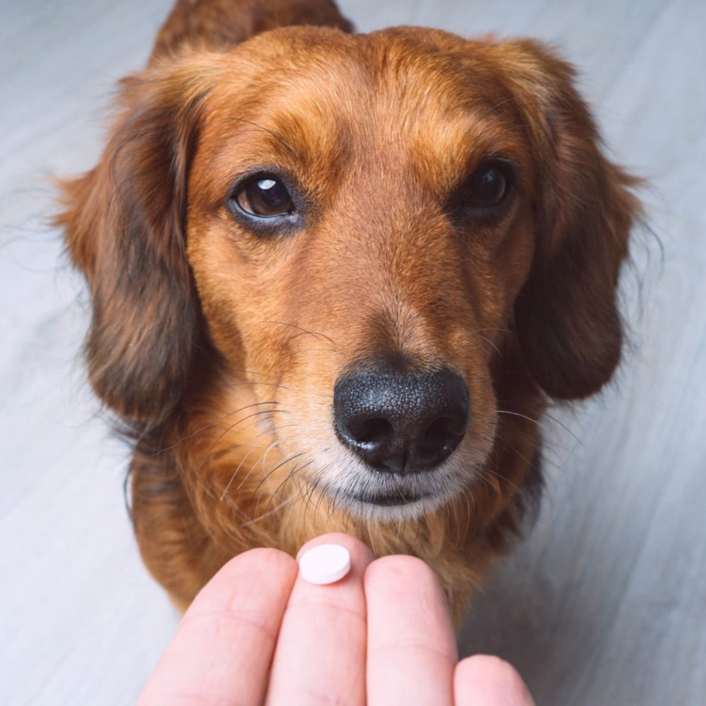 Anti Aging Drug for Dogs Health Breakthrough