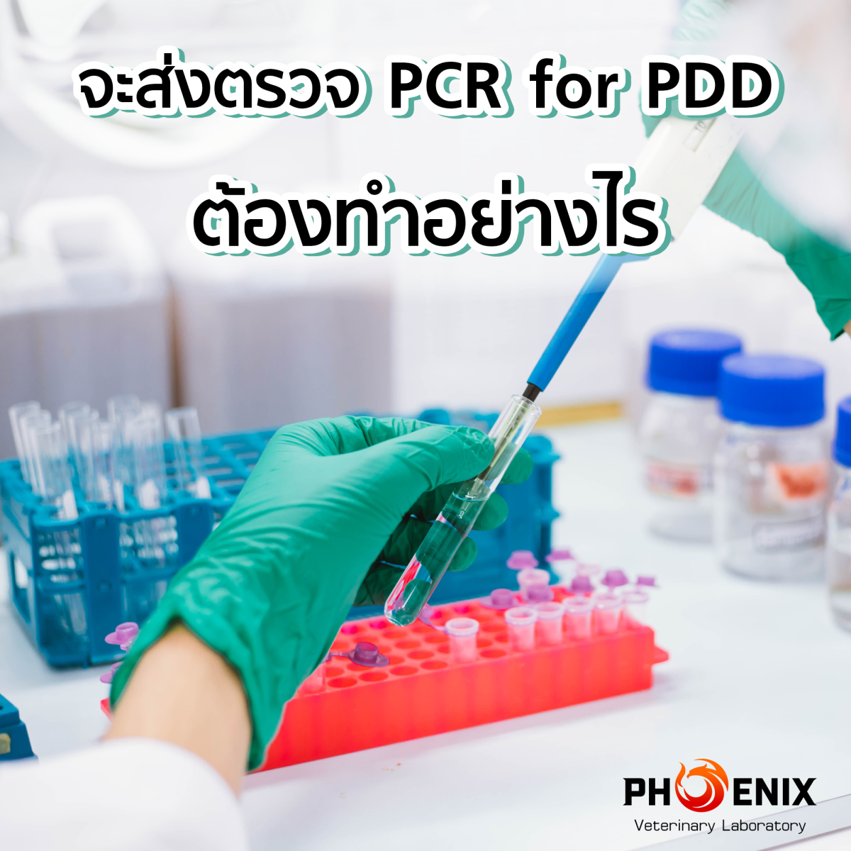 How to Submit a PCR Test for PDD (Proventricular Dilatation Disease)