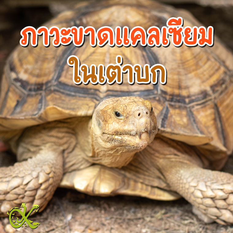 Calcium Deficiency in Tortoises