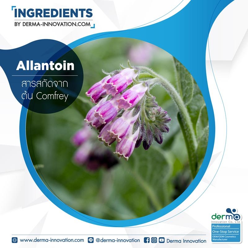 Allantoin Derma Innovation   Allantoin INGREDIENTS 01 1 