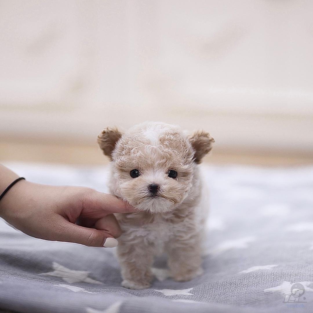 Maltipoo - Nari - tinybok