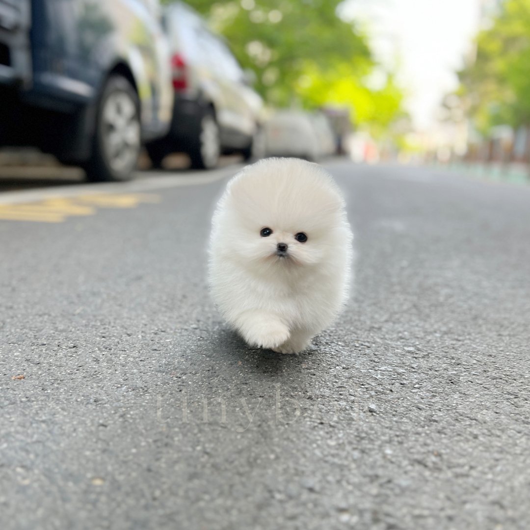 Pomeranian Coat tinybok