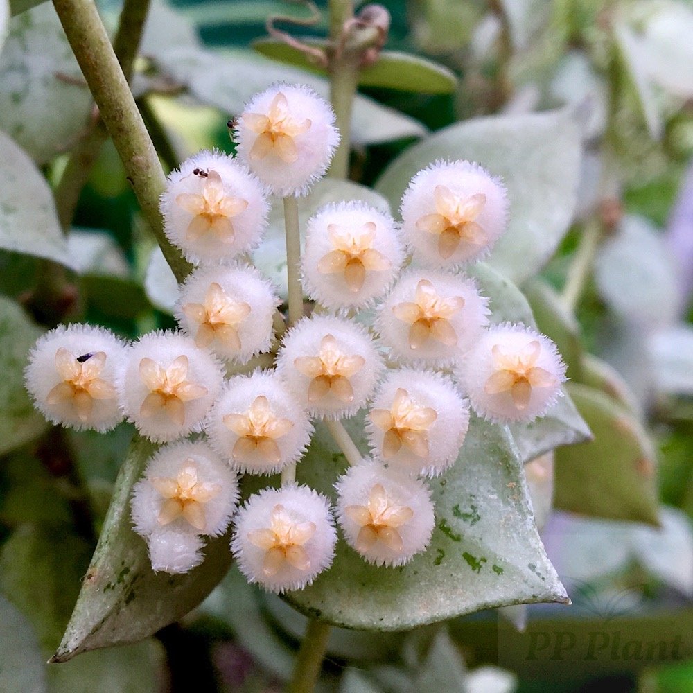 Hoya Krohniana Silver Splash - In Succulent Love