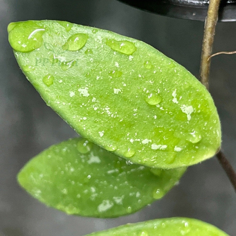 Hoya micrantha splash - ppplant