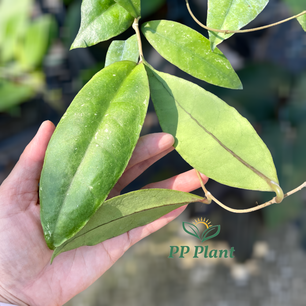 Hoya sp. pps 869とHoya maingayi専用 Hoya sp. pps 869とHoya maingayi専用