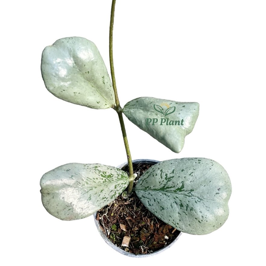 Hoya sp. Chiangdao (Silver) size S