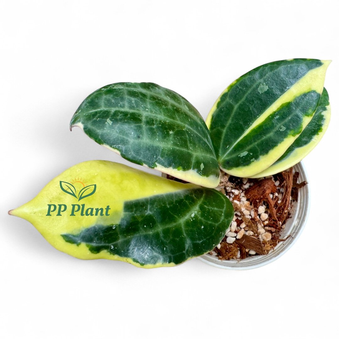 Hoya latifolia (Round leaves) albomarginata (Size S)