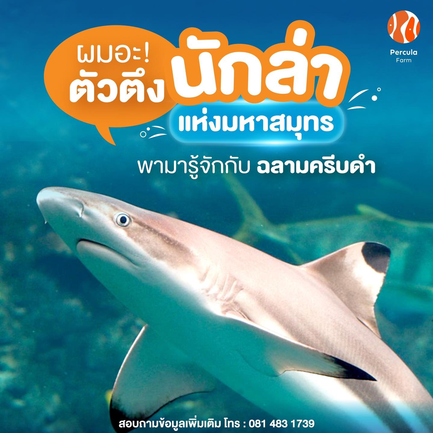 รู้จักไหม⁉️ นักล่าแห่งมหาสมุทร "ฉลามครีบดำ"