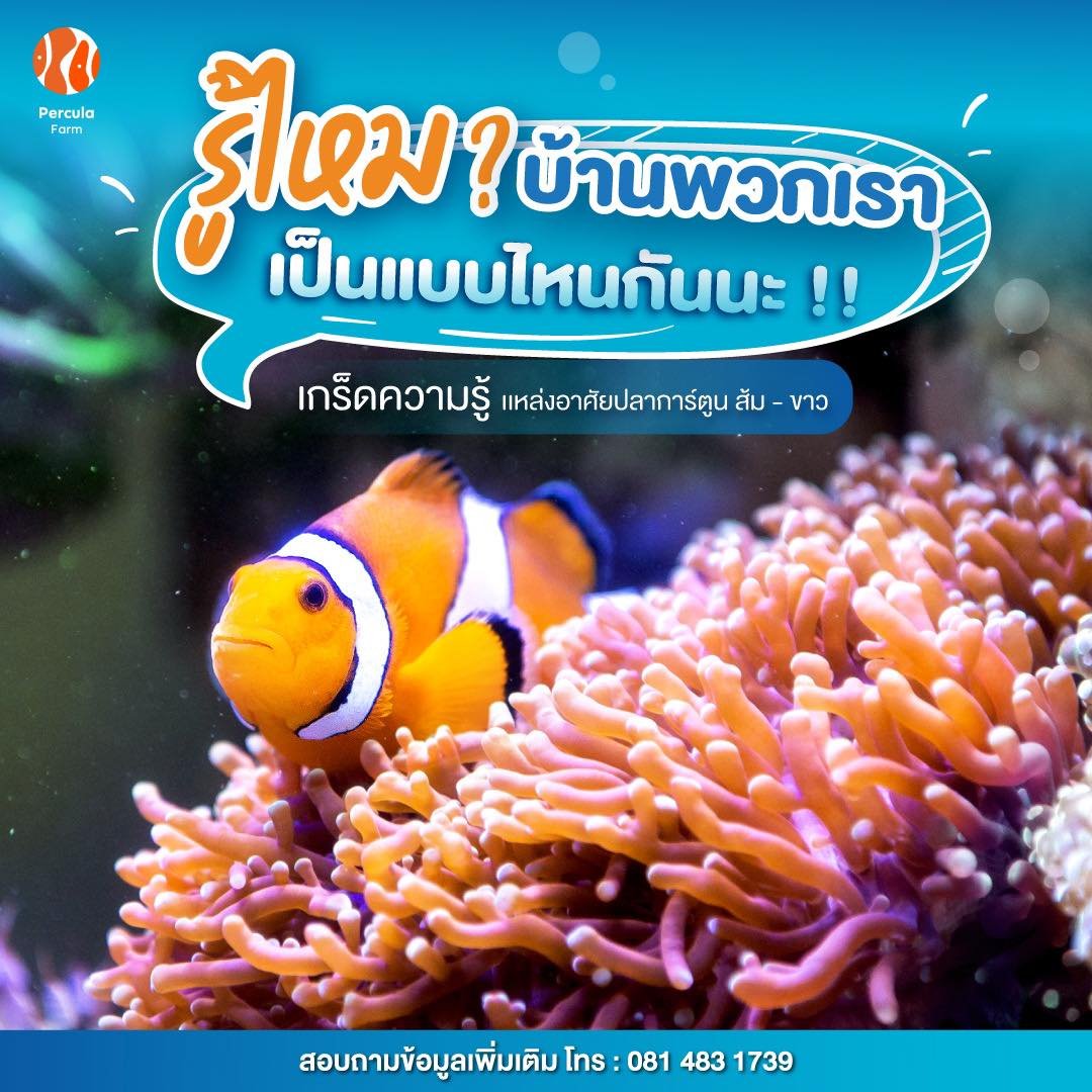 ถิ่นที่อยู่อาศัย บ้านของปลาการ์ตูน แท้จริงแล้ว คือที่ไหนกันแน่‼️