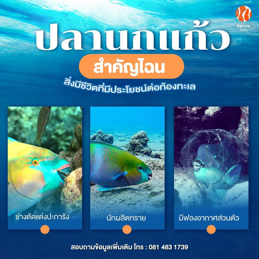 ปลานกแก้ว นักสร้างสีสันแห่งท้องทะเล ช่วยรักษาระบบนิเวศตามแนวปะการัง