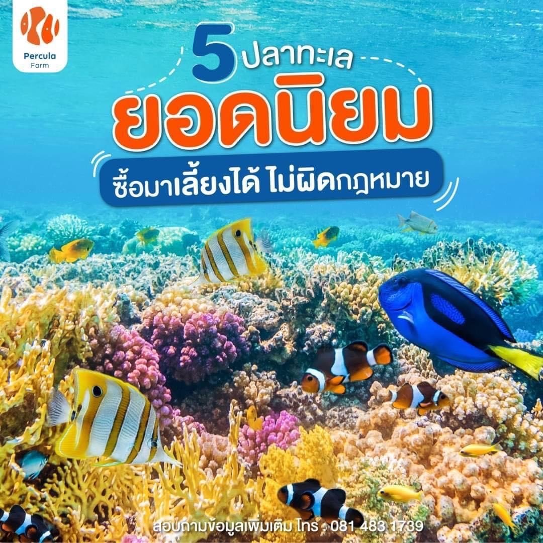 5 ปลาทะเลยอดนิยม เลี้ยงได้ ไม่ผิดกฎหมาย