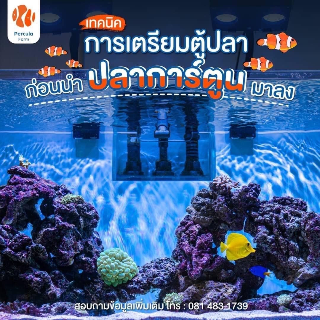 เทคนิคการเตรียมตู้ปลา ก่อนนำปลาการ์ตูนมาลง