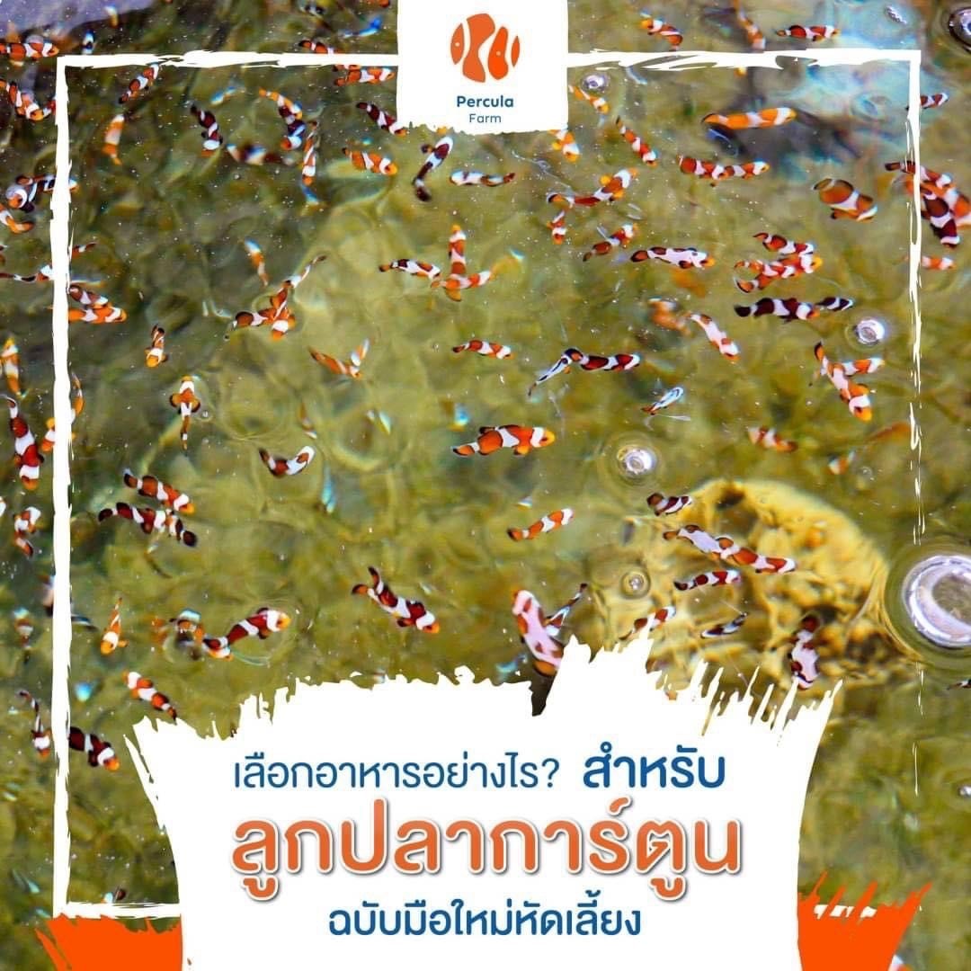 เลือกอาหารอย่างไร? สำหรับลูกปลาการ์ตูน ฉบับมือใหม่หัดเลี้ยง