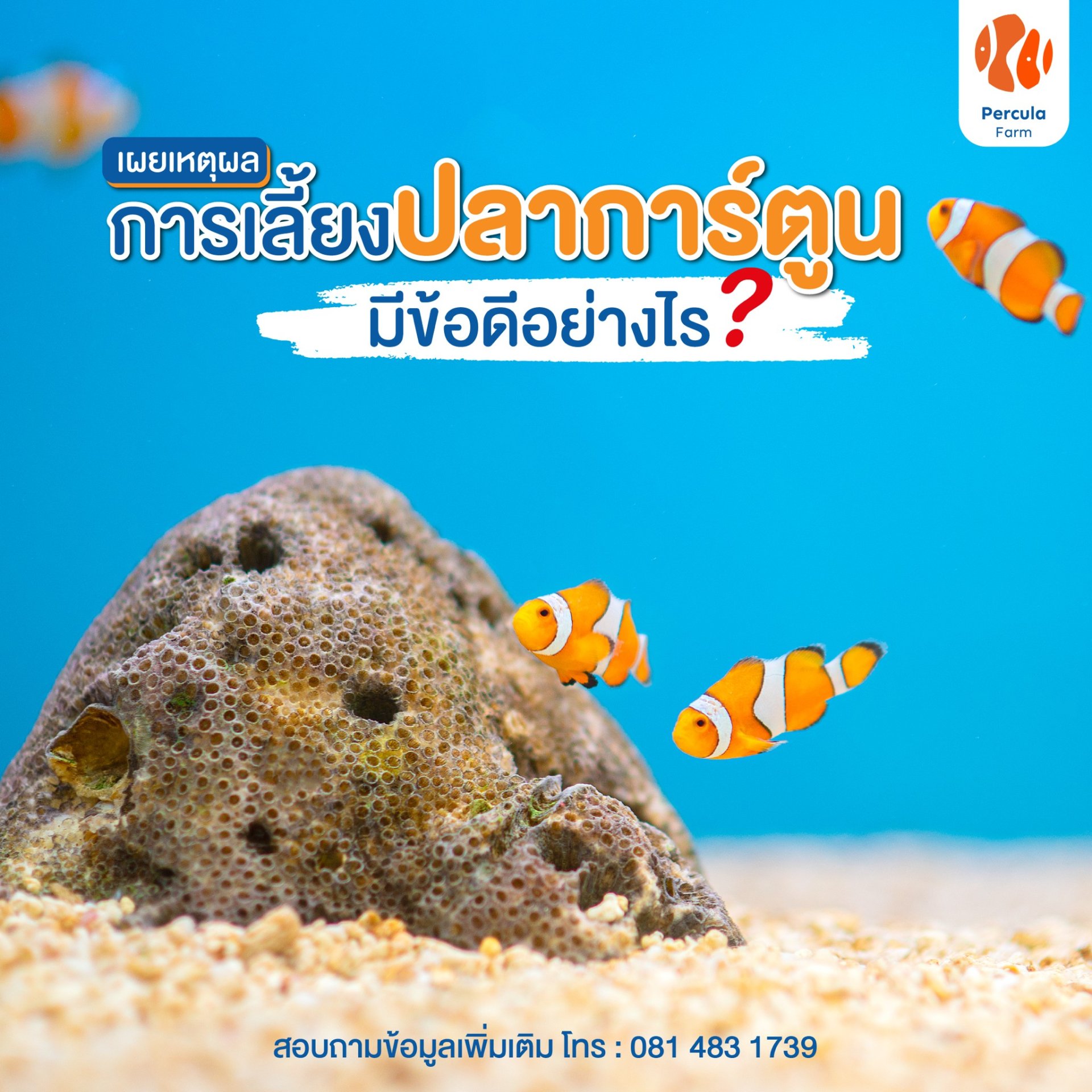 เผยเหตุผลการเลี้ยงปลาการ์ตูนมีข้อดีอย่างไร?