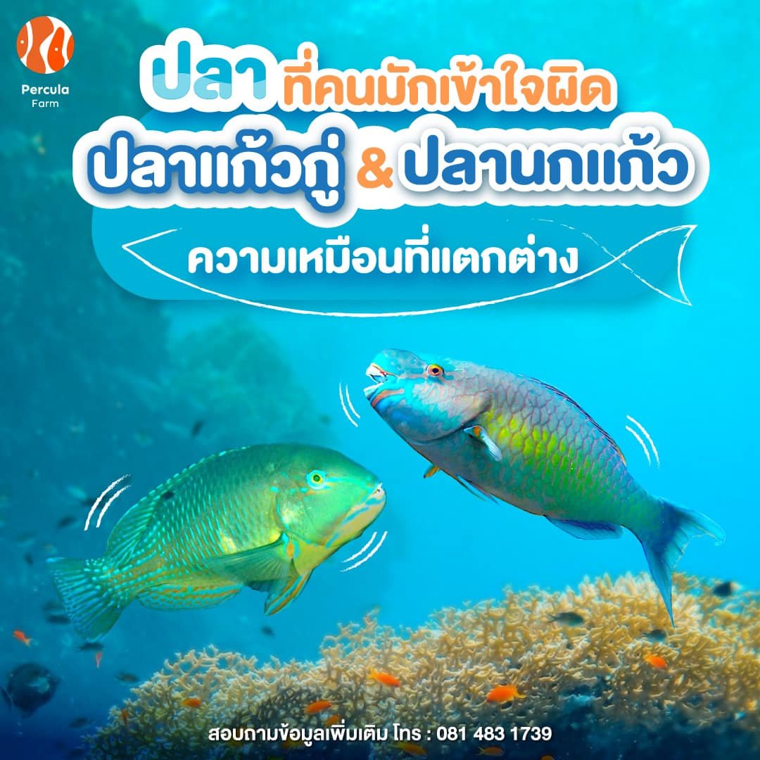ปลาที่คนมักเข้าใจผิด "ปลานกแก้ว กับ ปลาแก้วกู่" ความเหมือนที่แตกต่าง⁉️