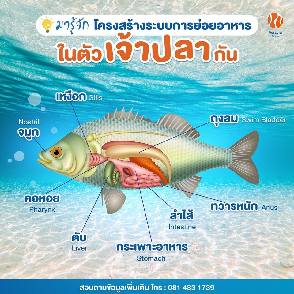 ในปลาหนึ่งชนิดมีโครงสร้างระบบย่อยอาหารแบบไหน