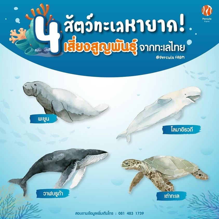 4 สัตว์ทะเลหายาก เสี่ยงสูญพันธุ์