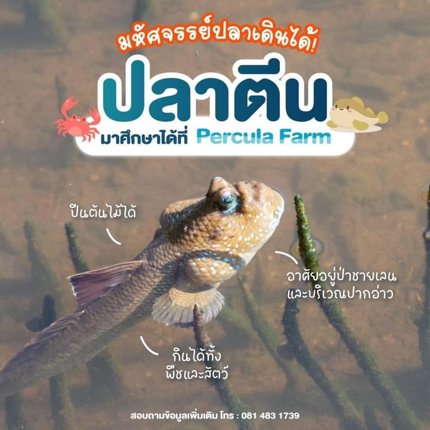 มหัศจรรย์ ปลาเดินได้ ปลาตีน 