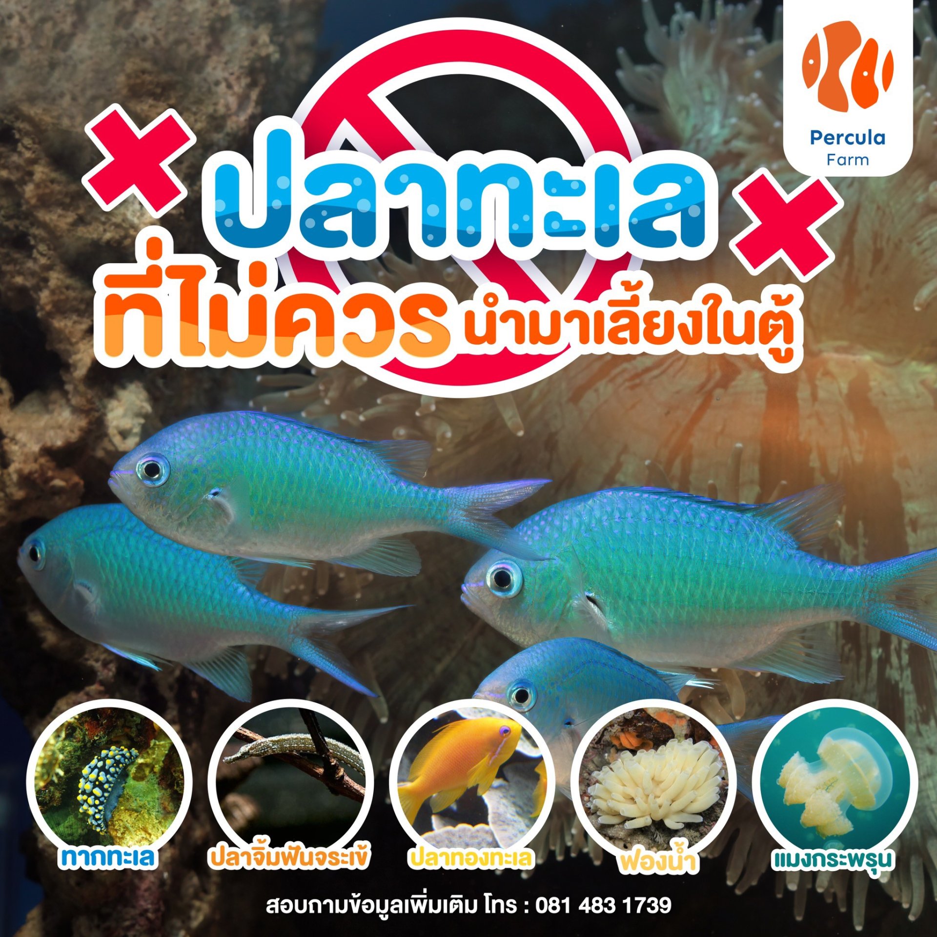 ปลาทะเลที่ไม่ควรนำมาเลี้ยงในตู้ปลา